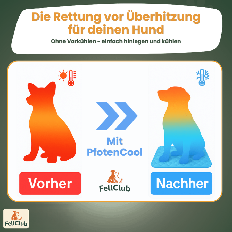 Warum PfotenCool die bessere Wahl ist